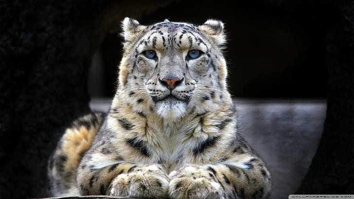 snow leopards, big cats, animals, leopard (animal)