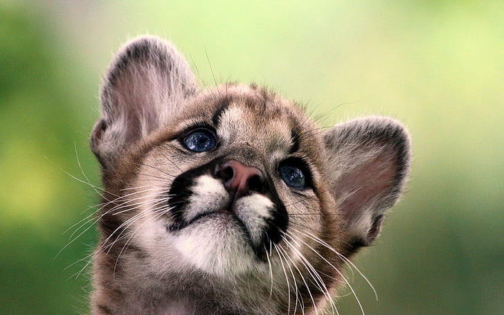 baby, cub, Puma, mountain lion, Cougar