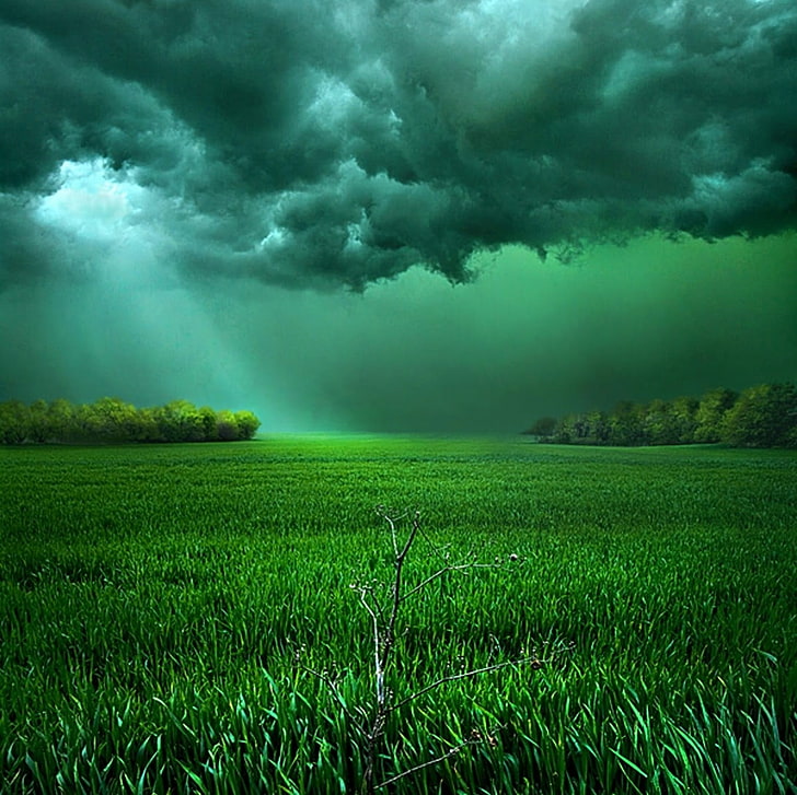 grass grass field, clouds, sunlight, storm, shrubs, green, landscape, HD wallpaper