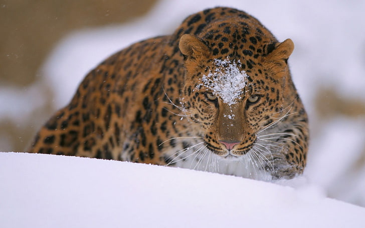 brown and black leopard print textile, snow, animals, leopard (animal)