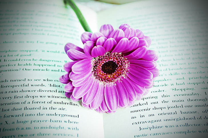 Flower On The Book, purple flower, daisy, pink, 3d and abstract, HD wallpaper