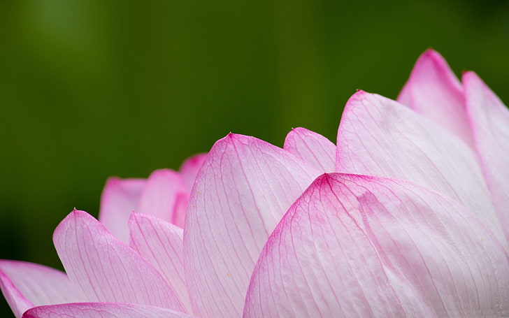 Pink sacred lotus-Flowers Photo HD Wallpaper, pink color, flowering plant