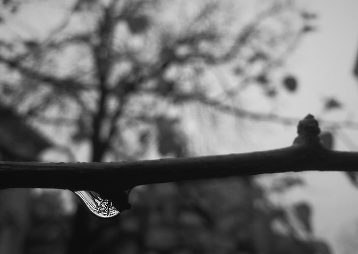 grayscale photo of branch, monochrome, rain, water drops, upside down