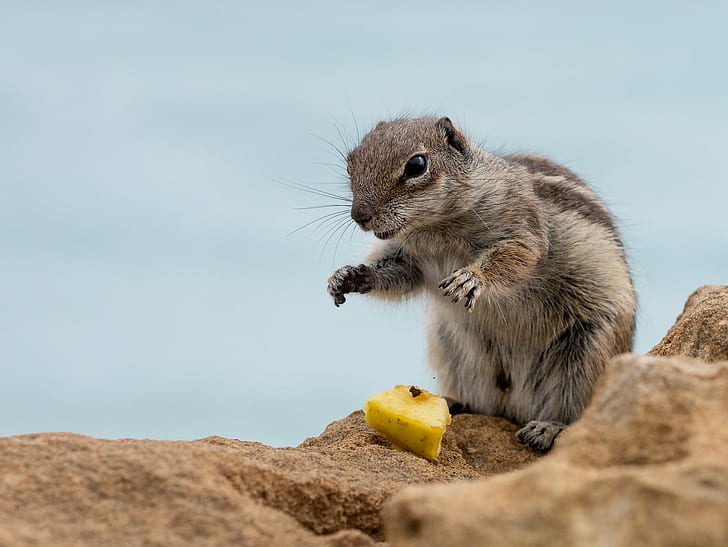 selective focus photography squirrel on brown rock, barbary ground squirrel, barbary ground squirrel, HD wallpaper
