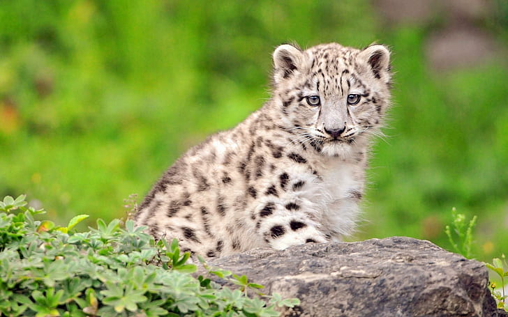 Starrrreee...., albino tiger cub, stare, cute, animal, animals, HD wallpaper