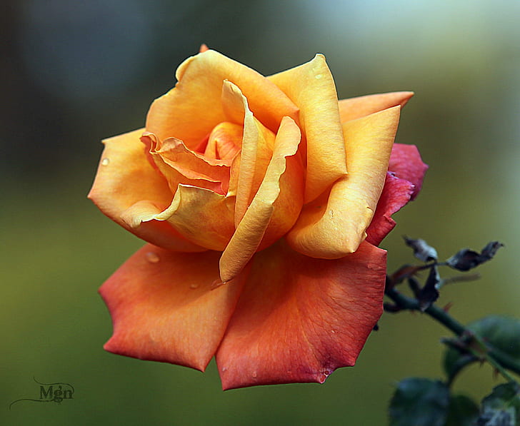 shallow focus photography of orange and red flower, rose, rose, flower, HD wallpaper