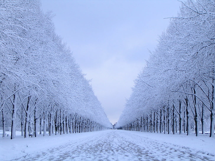 bare trees, nature, snow, winter, landscape, cold temperature, HD wallpaper