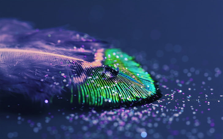 peacock feather, dew on green and purple leaf, peacocks, feathers, HD wallpaper