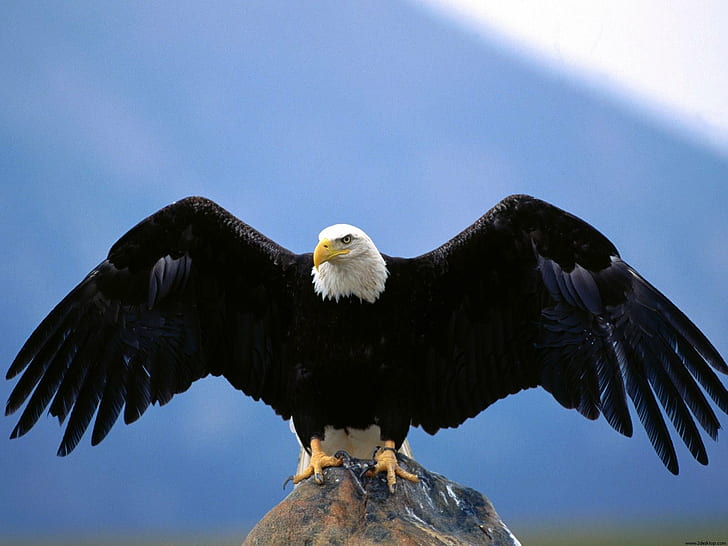 Wingspan Bald Eagle, bald eagel, HD wallpaper