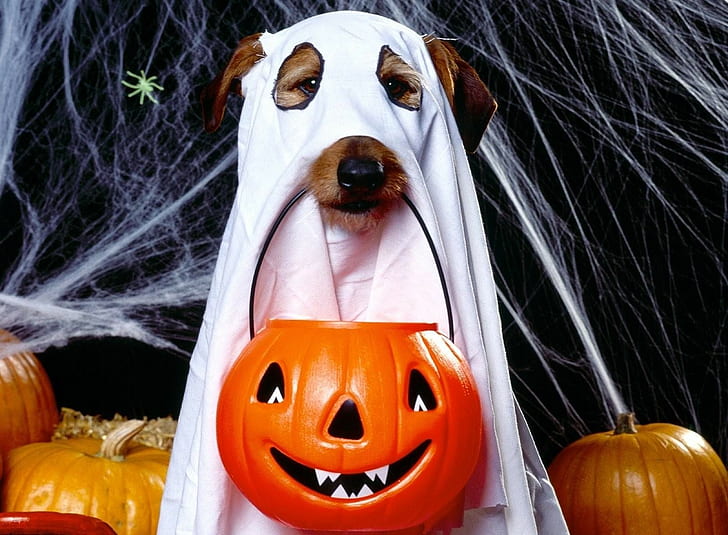 Halloween, Holiday, Dog, Ghost, Jack lantern, Spider webs, pumpkin, HD wallpaper