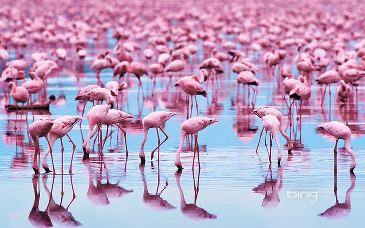 HD wallpaper: flock of flamingo, birds, Animals, nature, wildlife, large  Group Of Animals | Wallpaper Flare
