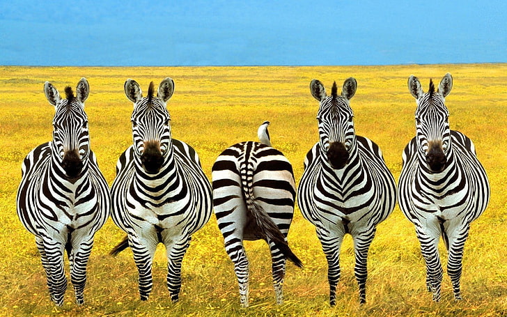 photo manipulation, striped, zebra, animal themes, animal wildlife