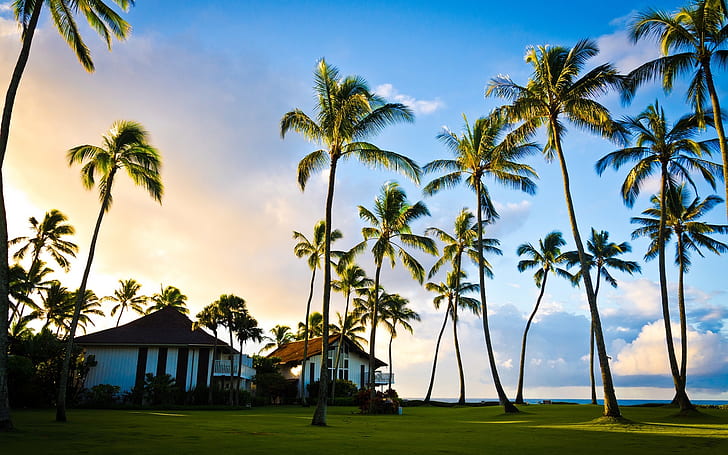 Hawaii, Kauai, beautiful scenery, palm tree, summer, house, beach house near palm trees, HD wallpaper