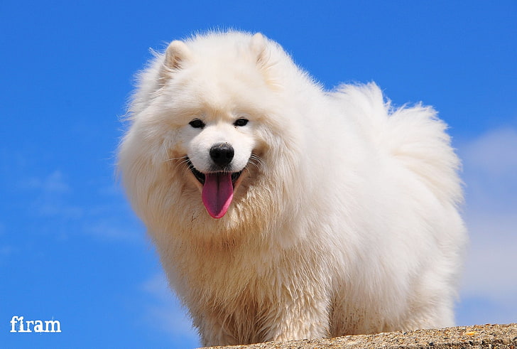 long-coated white puppy, look, joy, dog, Samoyed, one animal
