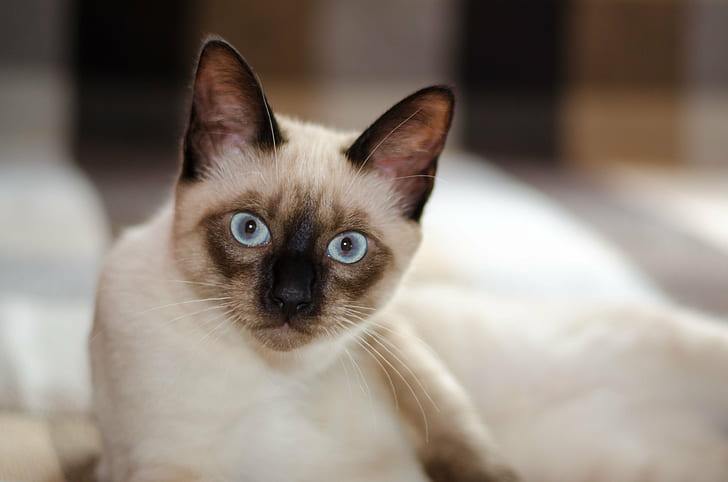 Siamese cat, cat  Cat, Kitten, animal, pets, domestic Cat, feline, HD wallpaper