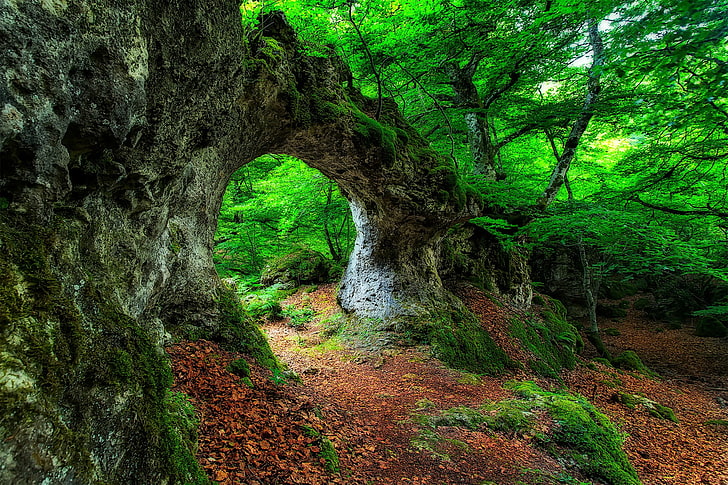 green leafed tree, landscape, forest, leaves, moss, plant, tranquility