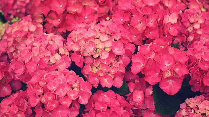 pink petaled flowers, pink flowers, plants, beauty in nature, HD wallpaper
