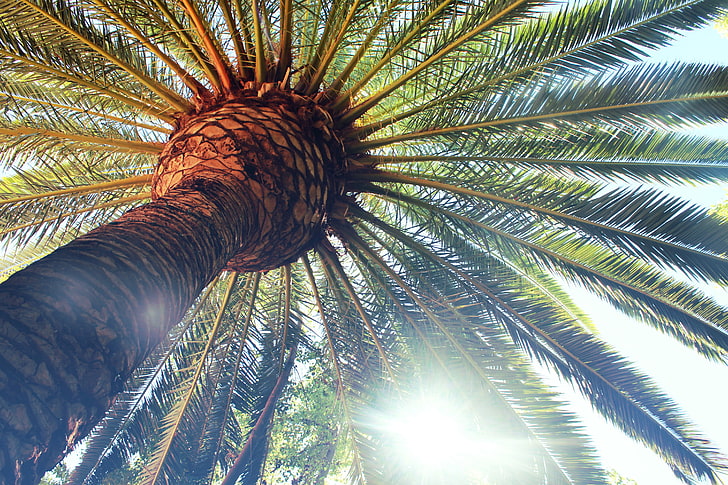 green palm tree, palm trees, tropical climate, low angle view, HD wallpaper