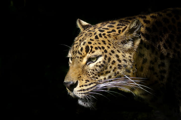 brown Leopard animal, Panther, B-E, E-S, S-T, Unforgettable, Picture, HD wallpaper