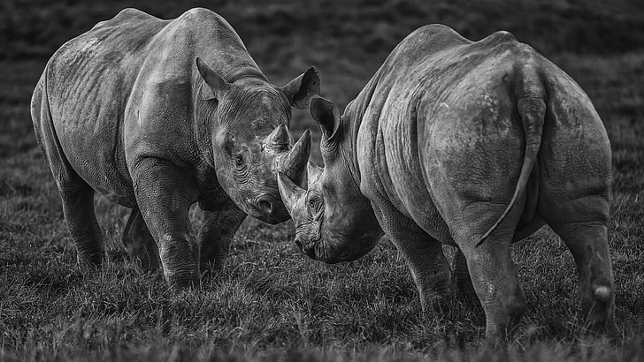 rhinoceros, wildlife, terrestrial animal, black and white, nature, HD wallpaper