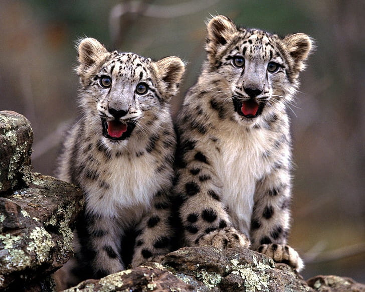 baby animals, snow leopards, leopard (animal), HD wallpaper