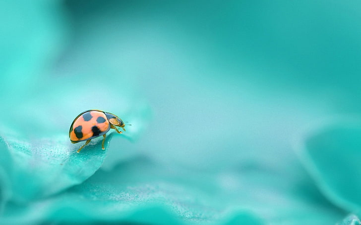orange and black spotted ladybug, surface, insect, animal themes, HD wallpaper