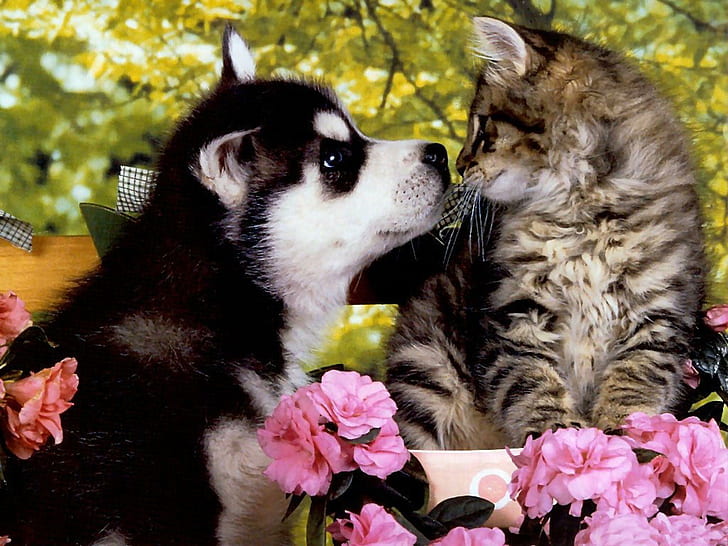 HD wallpaper: Huskie Puppy A Kitten