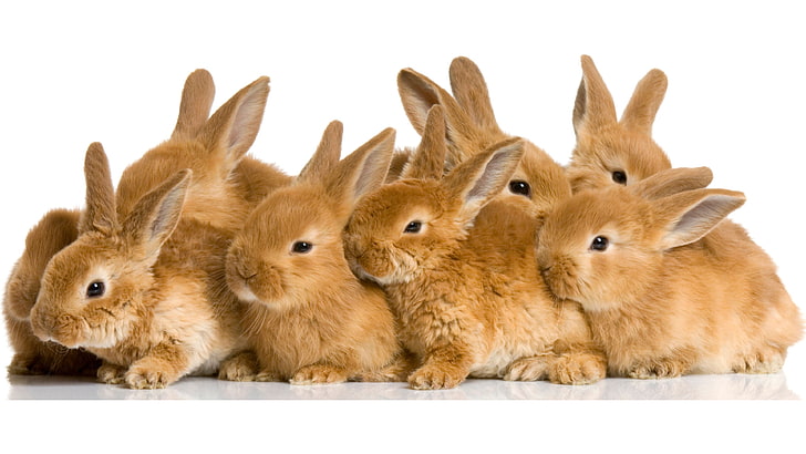 cute baby rabbits wallpapers
