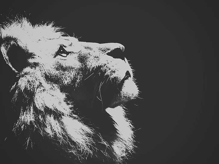 lion, one animal, domestic, animal themes, mammal, domestic animals, HD wallpaper