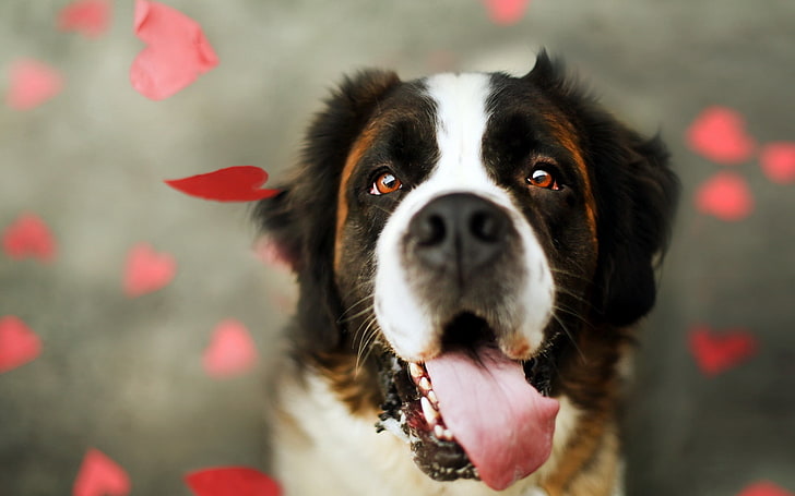 adult white, brown, and black Saint Bernard, dog, protruding tongue, HD wallpaper