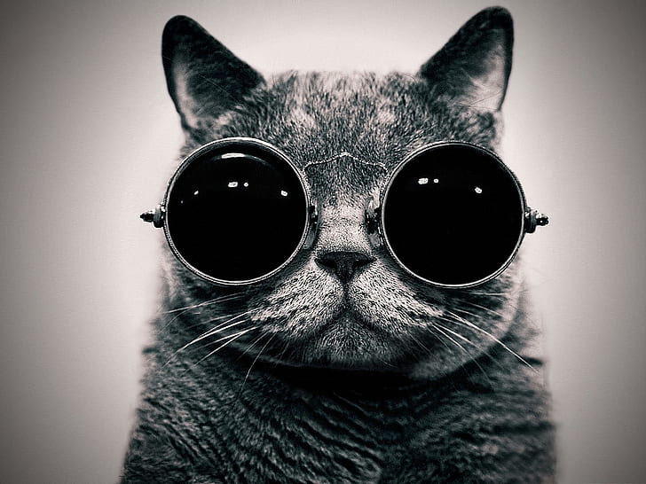 I Can See You Now!, short fur cat; hippy sunglasses, cats, funny