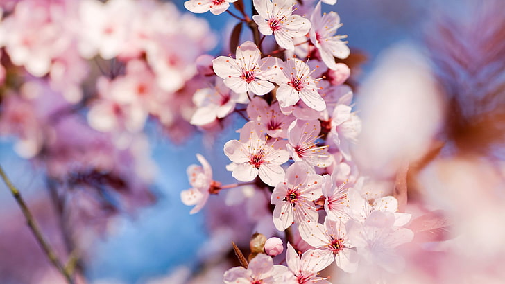 pink flowering tree, flowers, plants, flowering plant, freshness, HD wallpaper