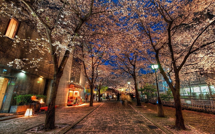 city, cityscape, trees, Kyoto, noise, illuminated, plant, building exterior, HD wallpaper