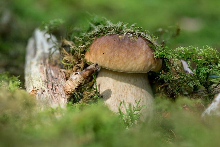 mushroom, nature, photography, forest, wood, fungus, moss, vegetable, HD wallpaper