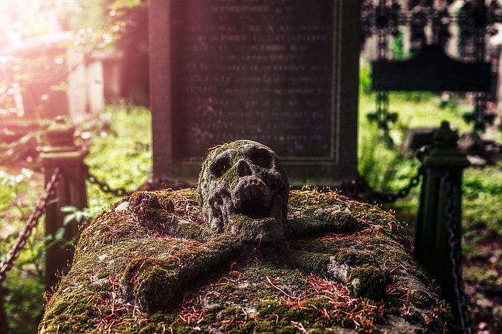 graveyards, skull, no people, focus on foreground, day, close-up, HD wallpaper