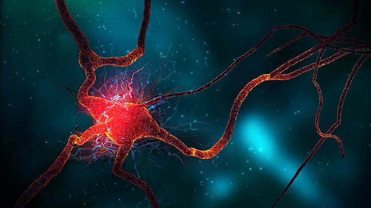 Neurons, Macro, HD wallpaper