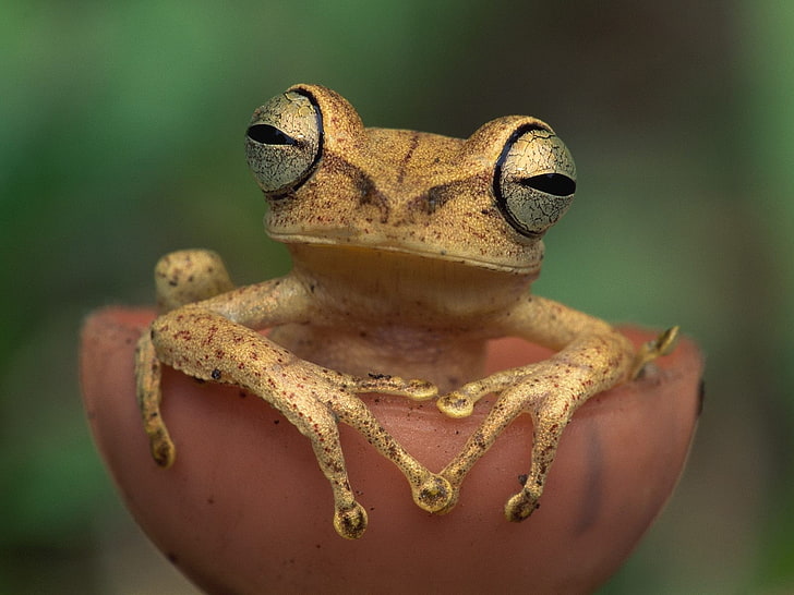 frogs amphibians Animals Frogs HD Art, HD wallpaper