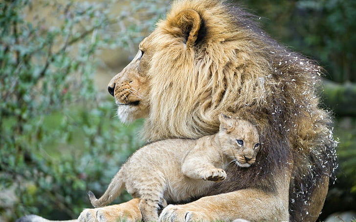 HD wallpaper: Lions cub love, 1 lion and 1 lioness, kitten, Cat, © Tambako  The Jaguar | Wallpaper Flare