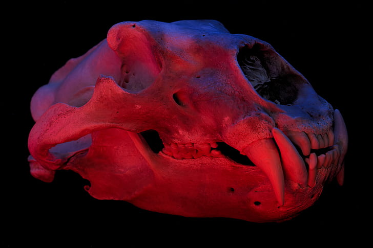 polar bears, skull, black background, teeth, colorful, red, HD wallpaper