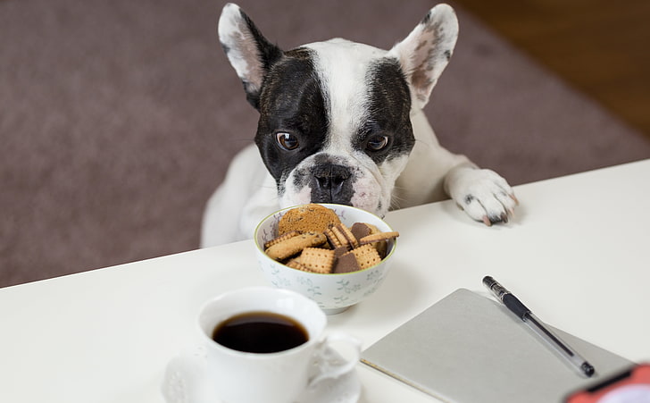 Funny French Bulldog Trying to Steal Biscuits, Animals, Pets, HD wallpaper