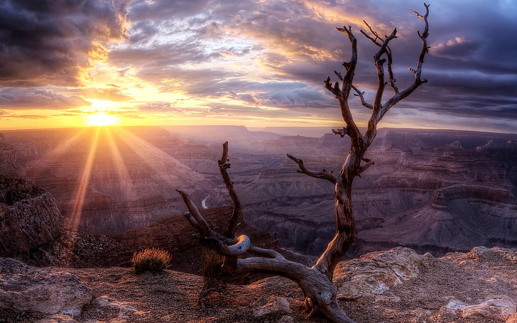 driftwood on mountain cliff during sunset, canyon, sunlight, trees