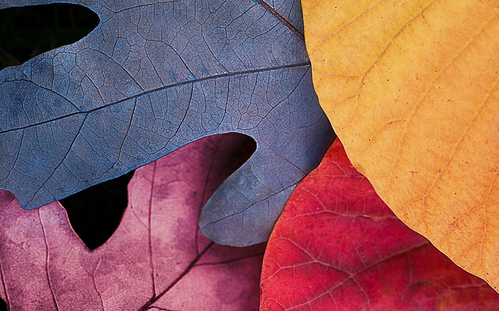 blue, red, and yellow leaves, colorful, macro, simple, leaf, autumn
