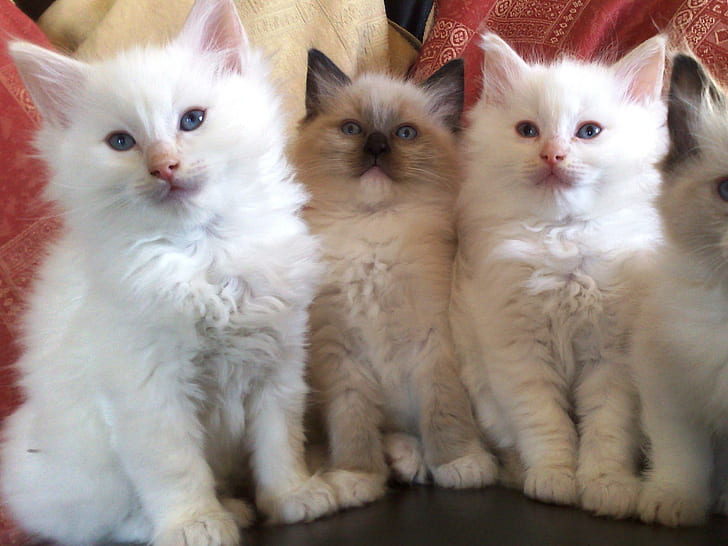 Ragdoll Kittens, cute, breed, animal, animals