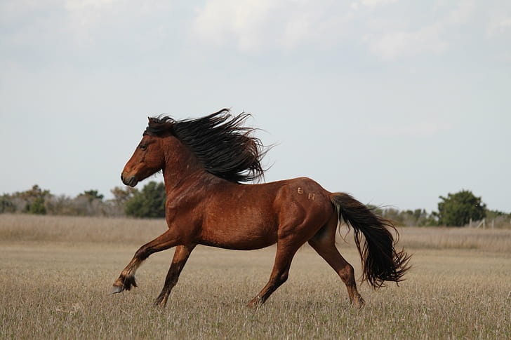 brown horse running on brown leaves plant field during daytime, wild horses, wild horses