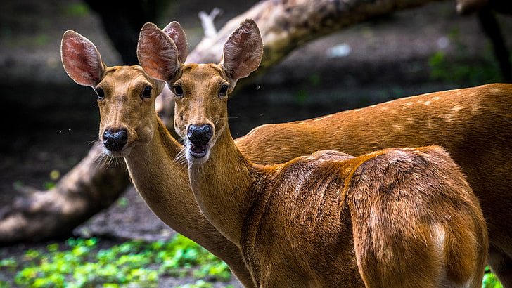 Animal Swamp Deer Scientific Name Rucervus Duvaucelii Indian Barrage Or Swamp Is Endangered Species Deer Hd Desktop Wallpaper 3840×2160
