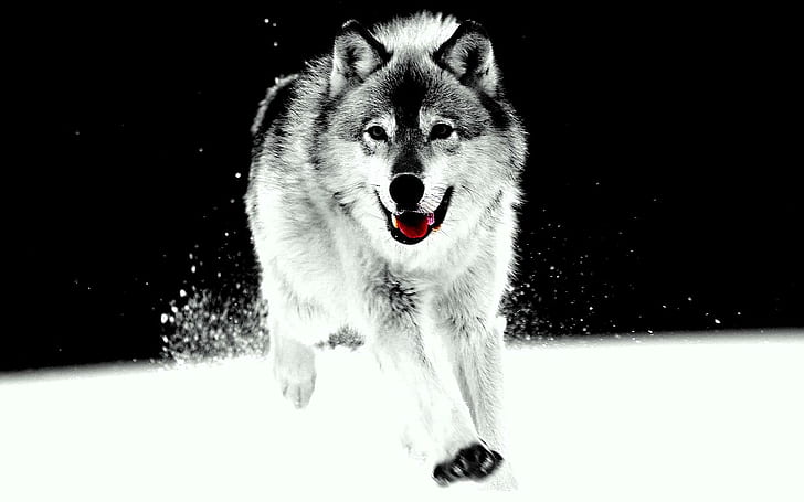 Wolf Art, spirit, mythical, black, wild animal black, pack, the pack, HD wallpaper