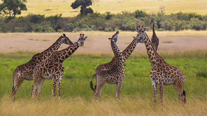 Animal Giraffe African Mammals The Highest Terrestrial Animals And The Ruminants Ultra Hd Wallpapers For Desktop Mobile Phones And Laptop 3840×2160, HD wallpaper