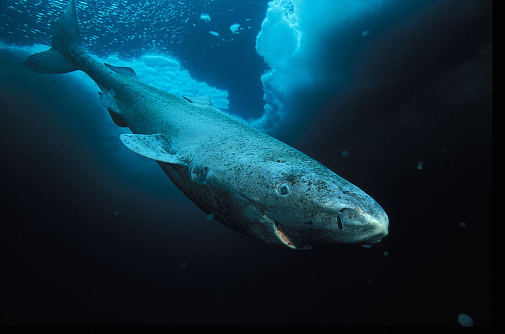 greenland shark 4k cool  for desktop, sea, underwater, animal themes