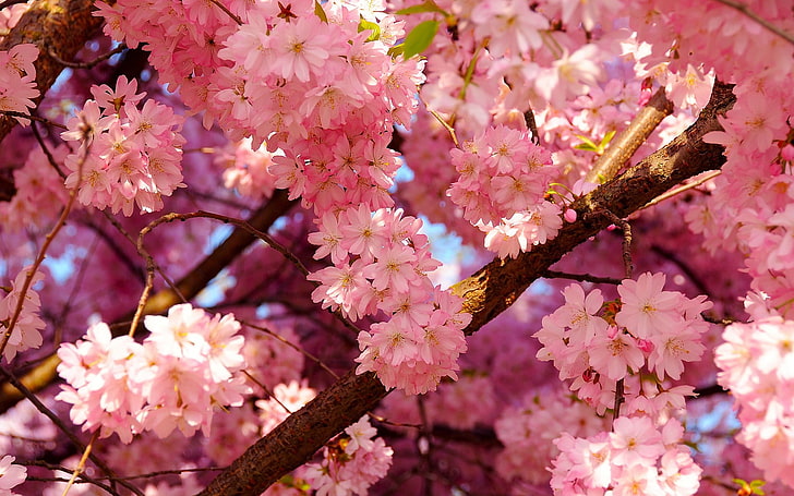 white petaled flowers, cherry blossom, flowering plant, pink color