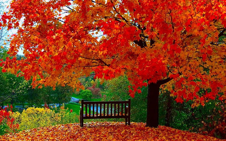 red leafed tree, fall, trees, leaves, autumn, change, plant, orange color, HD wallpaper